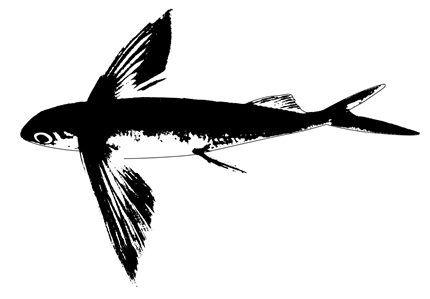 Rondelet's Flyingfish