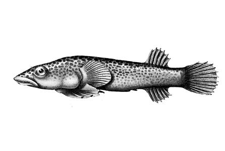 Broadhead Clingfish
