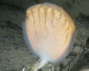 Stalked Ascidian