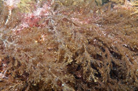 Brown Seaweed