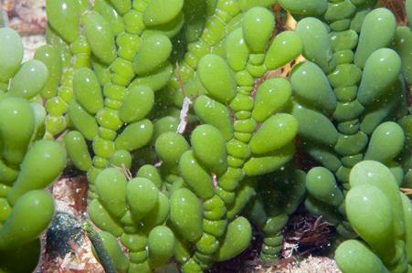 Green Seaweed