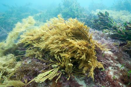 Brown Seaweed