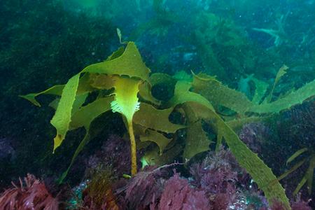 Common Kelp