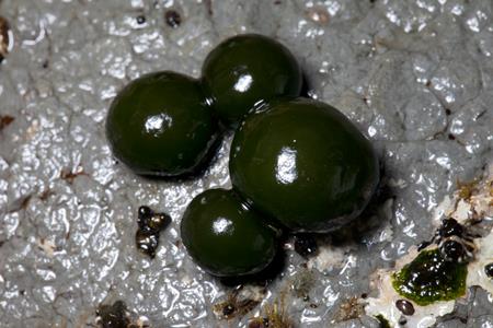 Blue-green Seaweed