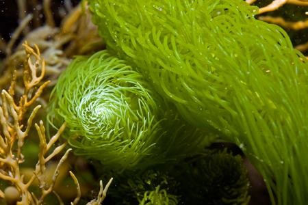 Green Seaweed