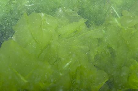 Sea Lettuce