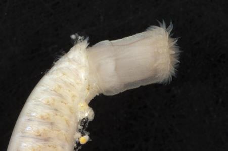Nephtyid worm