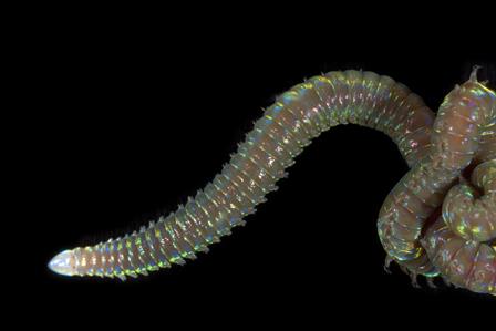 Oenonid worm