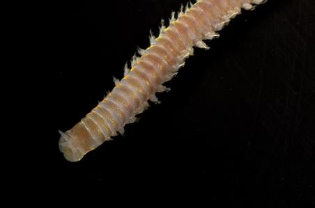 Eunicid worm