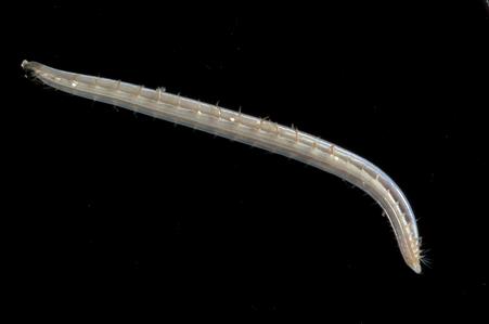 Opheliid worm