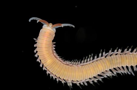 Dorvilleid worm