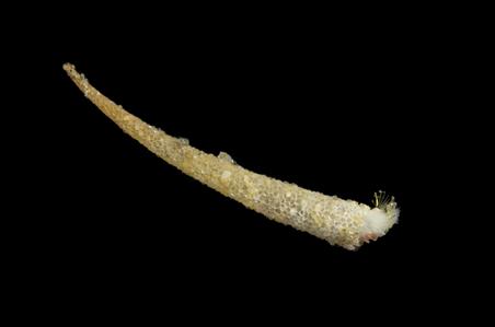 Trumpet Worm