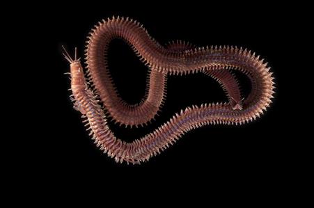 Eunicid worm