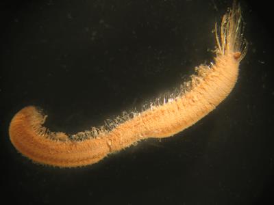 Flabelligerid worm