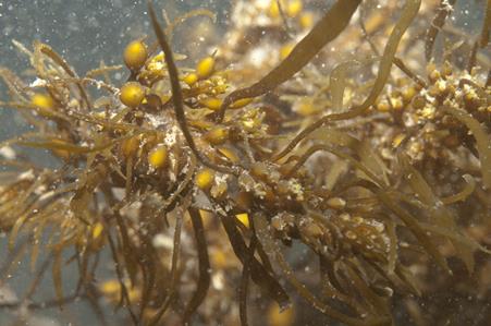 Brown Seaweed