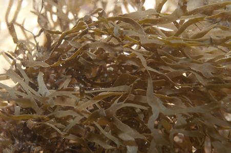 Brown Seaweed