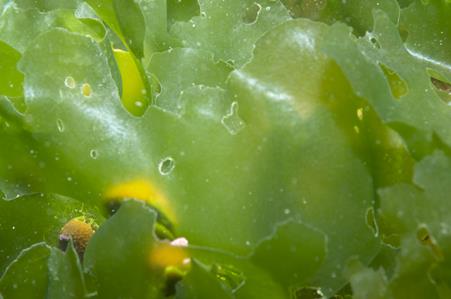 Sea Lettuce