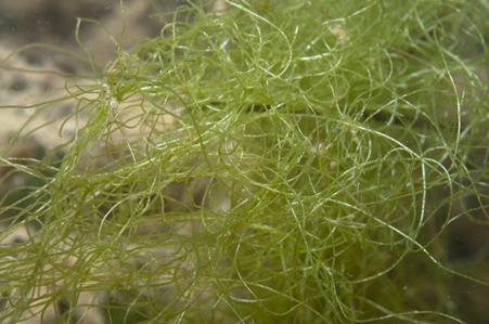 Green Seaweed