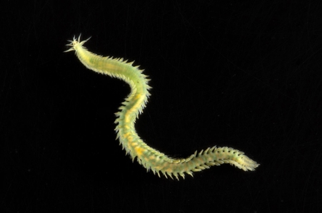 Phyllodocid worm