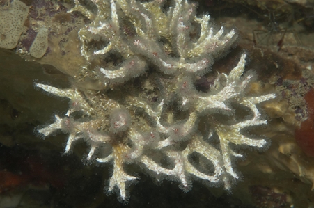 Tube Worm