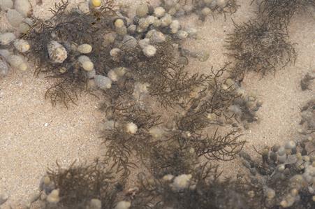 Brown Seaweed