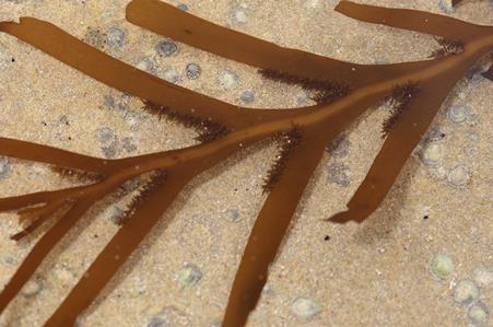 Brown Seaweed