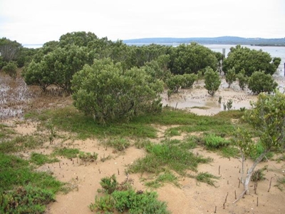 White Mangrove