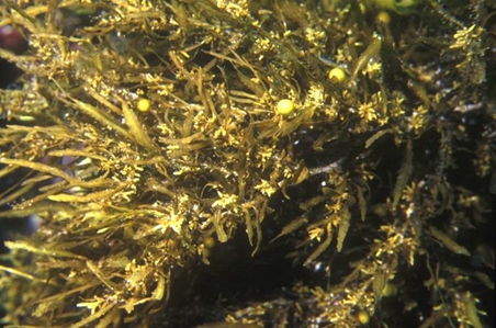 Brown Seaweed