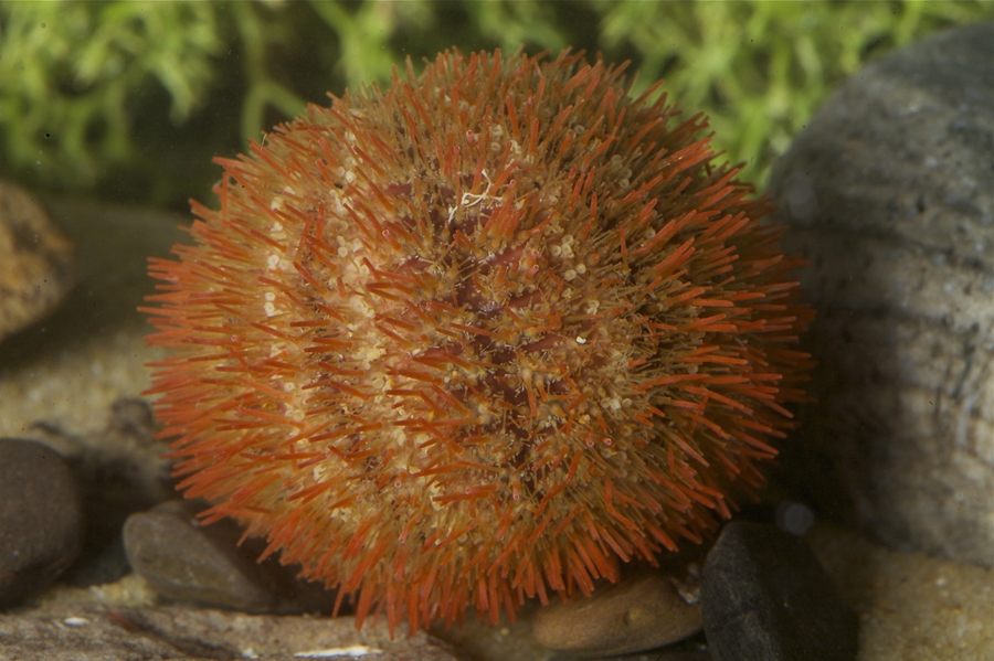 Port Phillip Bay Taxonomy Toolkit