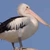 Australian Pelican