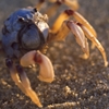 Soldier Crab