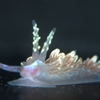Nudibranch