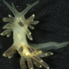 Nudibranch