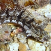 Kuiter's Weedfish