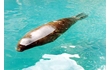 Enlarge image of Southern Elephant Seal