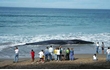 Enlarge image of Blue Whale