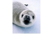 Enlarge image of Crabeater Seal