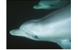Enlarge image of Bottlenose Dolphin