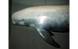 Enlarge image of Risso's Dolphin