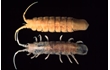Enlarge image of Sea Centipede