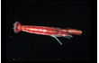 Enlarge image of Narrow Snapping Shrimp