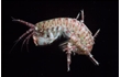 Enlarge image of Amphipod