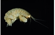 Enlarge image of Amphipod