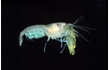 Enlarge image of Fat-handed Snapping Shrimp