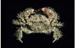 Enlarge image of Beaded Hairy Crab