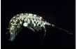 Enlarge image of Amphipod