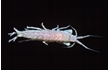 Enlarge image of Amphipod