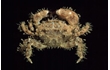 Enlarge image of Beaded Hairy Crab