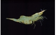 Enlarge image of Weed Shrimp