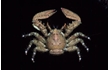 Enlarge image of Spiny Porcelain Crab